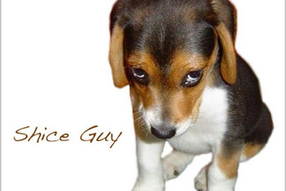 And One Shice Guy