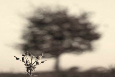 The Second Sight - A Place Called Home